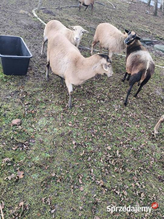 Owce kameruńskie Częstochowa