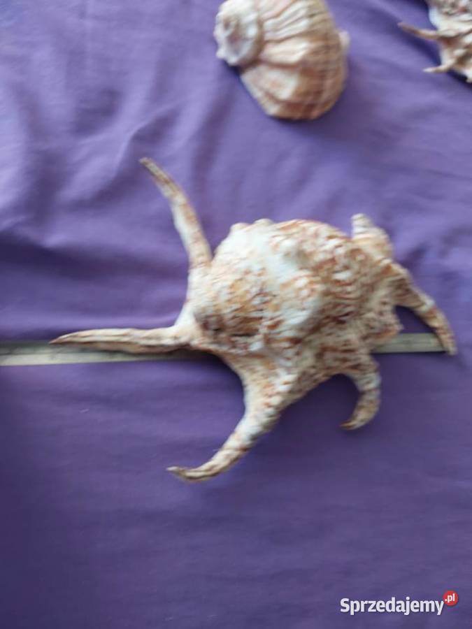 Myszle morskie i oceaniczne Baby Górne