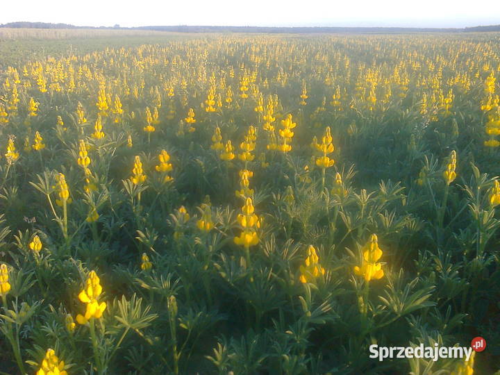 gorczyca seradela łubin żółty facelia Lipsko