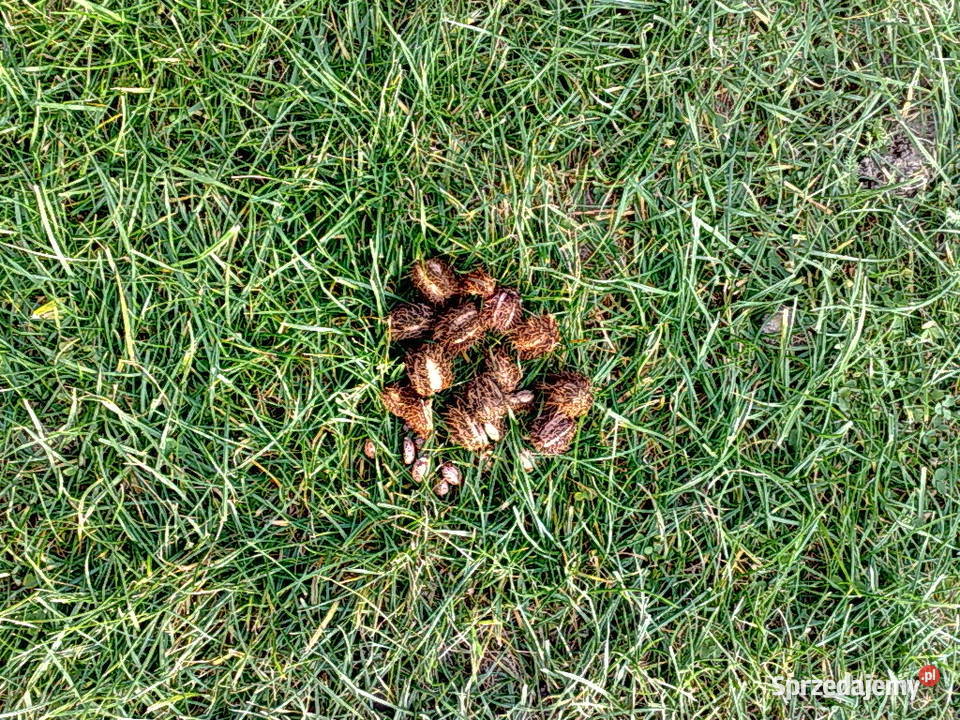 Rącznik pospolity nasiona Lublin