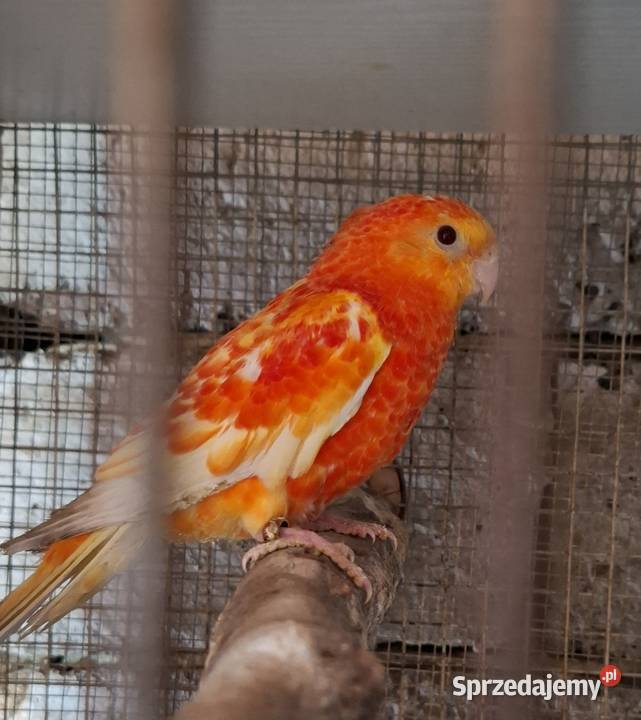 Świergotki śląskie Czyżowice