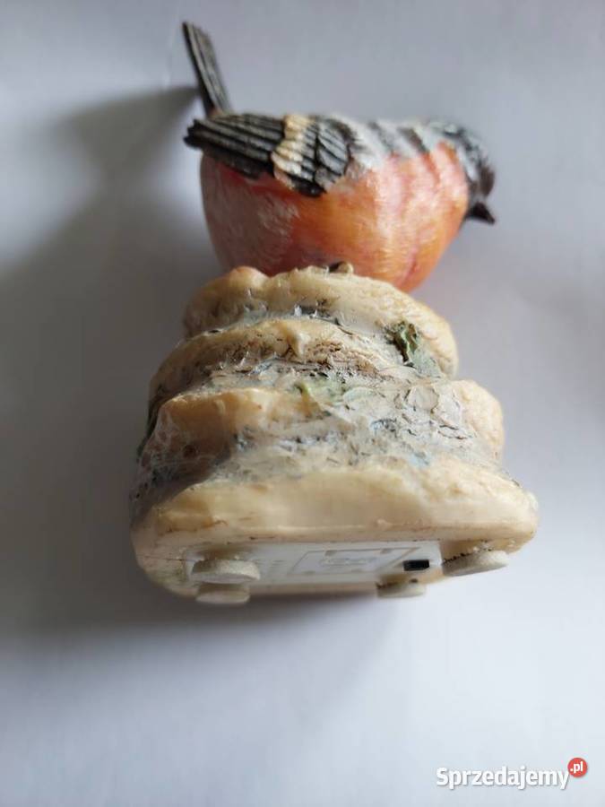 Mały ptaszek na fotokomórkę ćwierka Wrocław