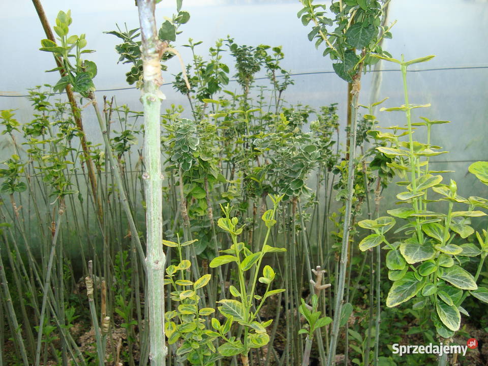 Trzmielina na pniu różne kolory i wysokości Sośnica