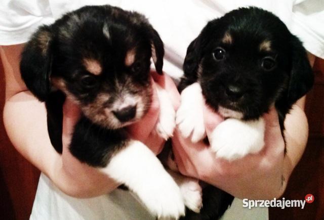 Szczeniaki beagle pół rasowe PODKARPACKIE Ruda Różaniecka sprzedam