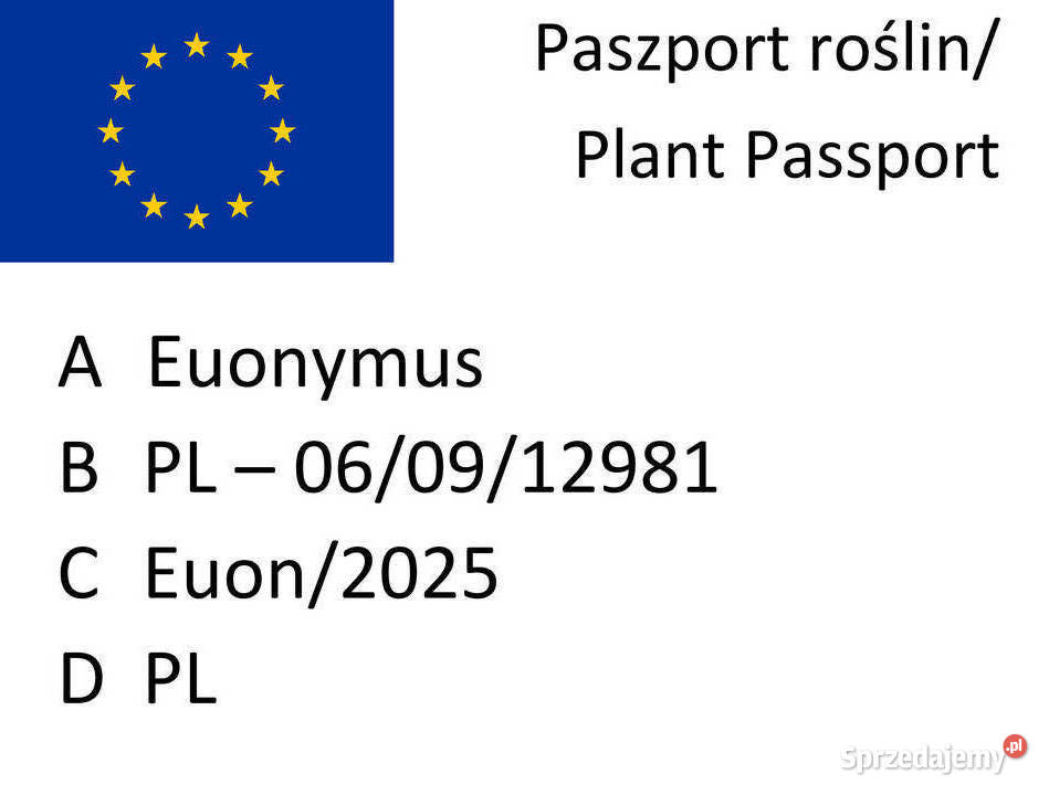 Trzmielina Emerald Gold pnąca Lublin sprzedam