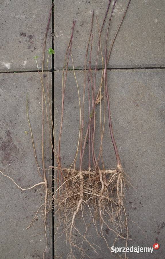 Sosna Aristata oścista siewki sadzonki kopane z