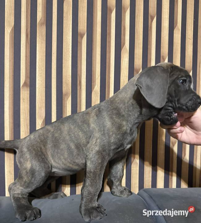 Cane corso Italiano Mogilno