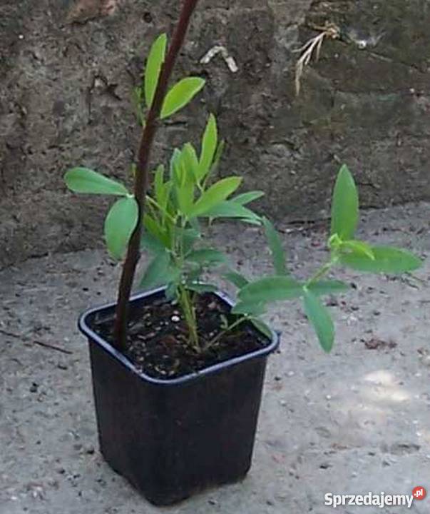 Groszek wieloletni bylina kujawsko-pomorskie Bydgoszcz