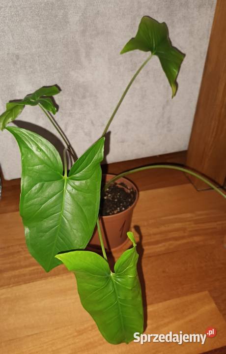 Duże syngonium nie znam dokładnego gatunku Zielone Warszawa