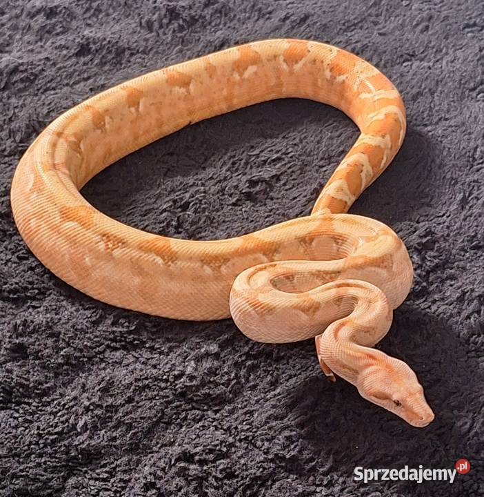 Boa constrictor samica Gady i płazy Zwierzęta Lublin sprzedam
