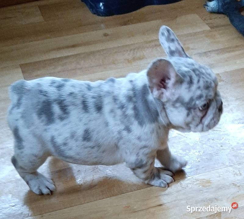 Buldog francuski suczka i piesek Pabianice