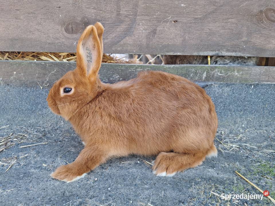 Króliki nowozelandzkie czerwone Jeżewo