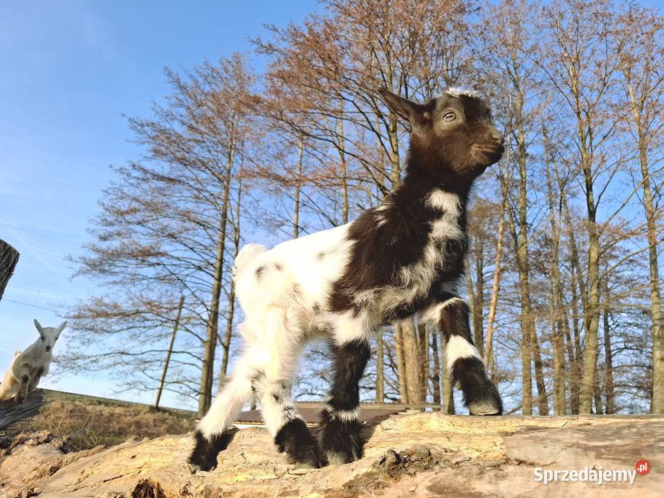 Minikozioł i młode Gorzebądz