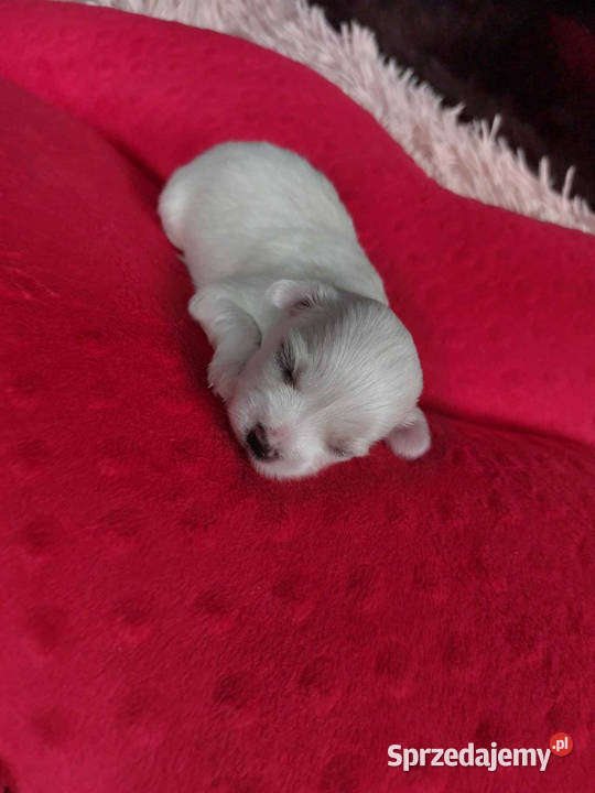 malutkie Maltańczyki rezerwacja Dębica