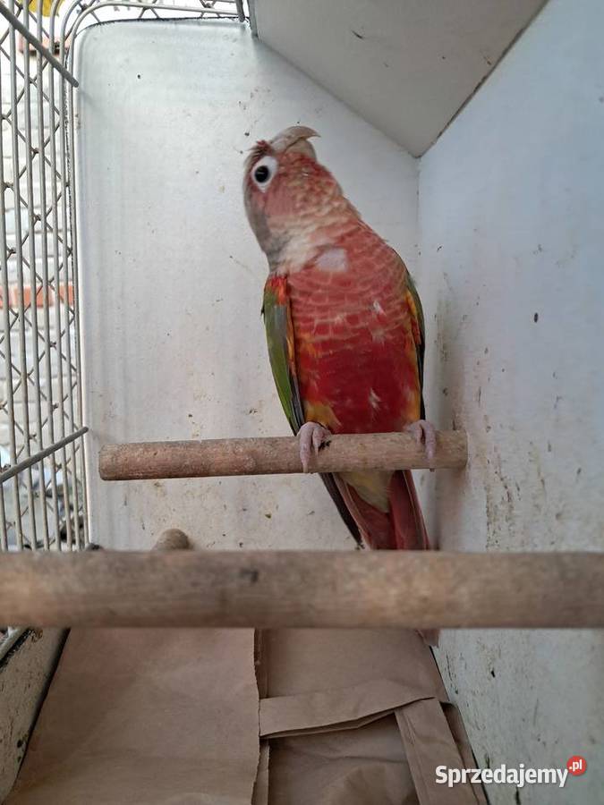 RudosterkaRudosterki Tryńcza