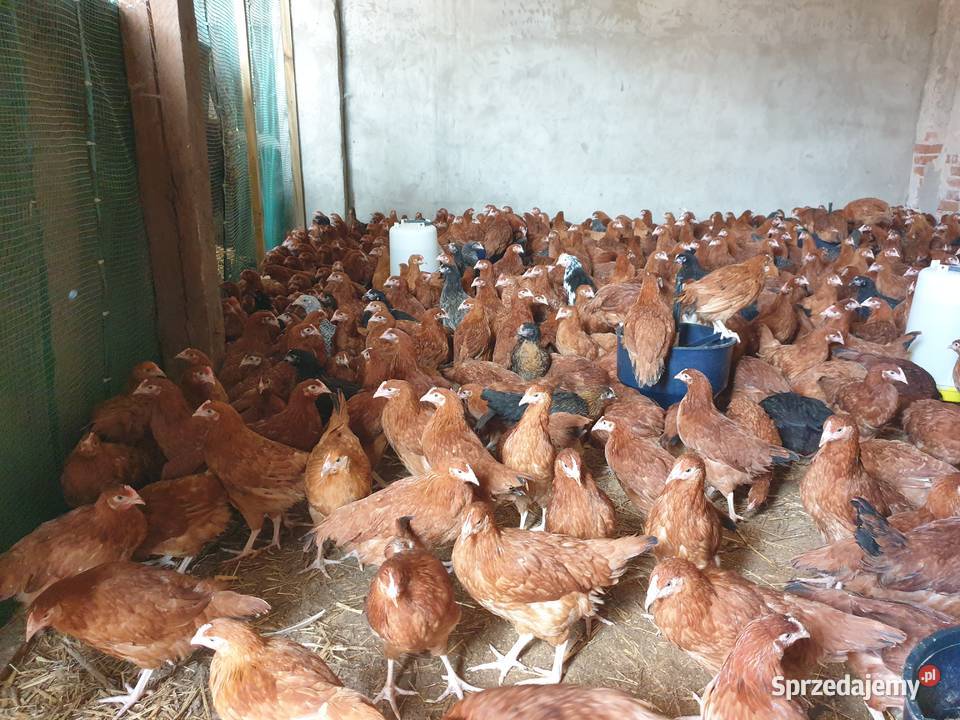 Młode KURY kurki nioski ROSA możliwy dowóz Ostrów Wielkopolski