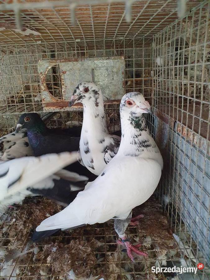 Tygrysy sprzedam Radomsko