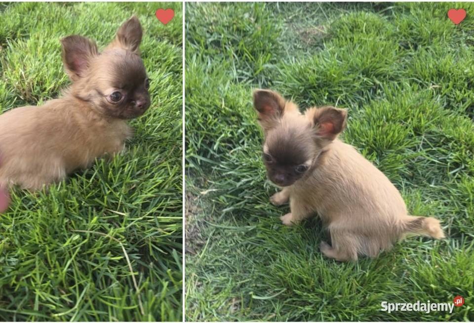 Chihuahua sunia długowłosa FCI Łódź