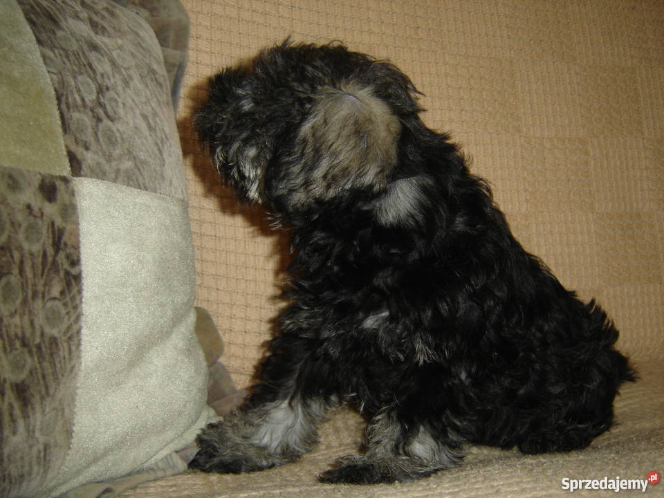 sznaucer miniaturowysznaucer miniatura Gagowy Nowe sprzedam