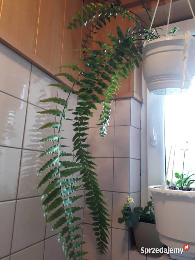 Kwiat doniczkowy paproć różne śląskie Skoczów
