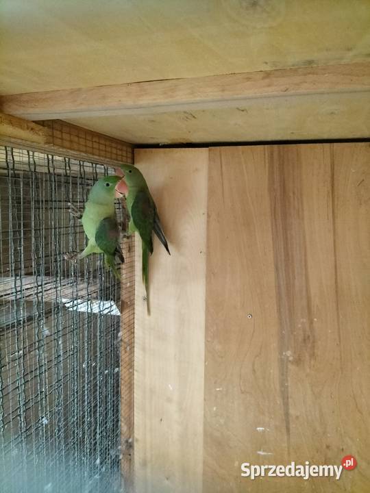 Sprzedam Aleksandręty Rakoniewice