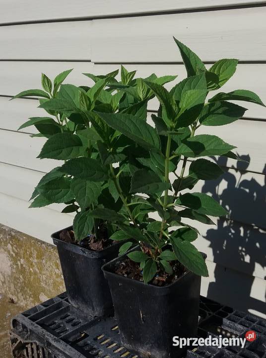 Hortensja bukietowa sadzonki 3 odmiany lubelskie Lublin