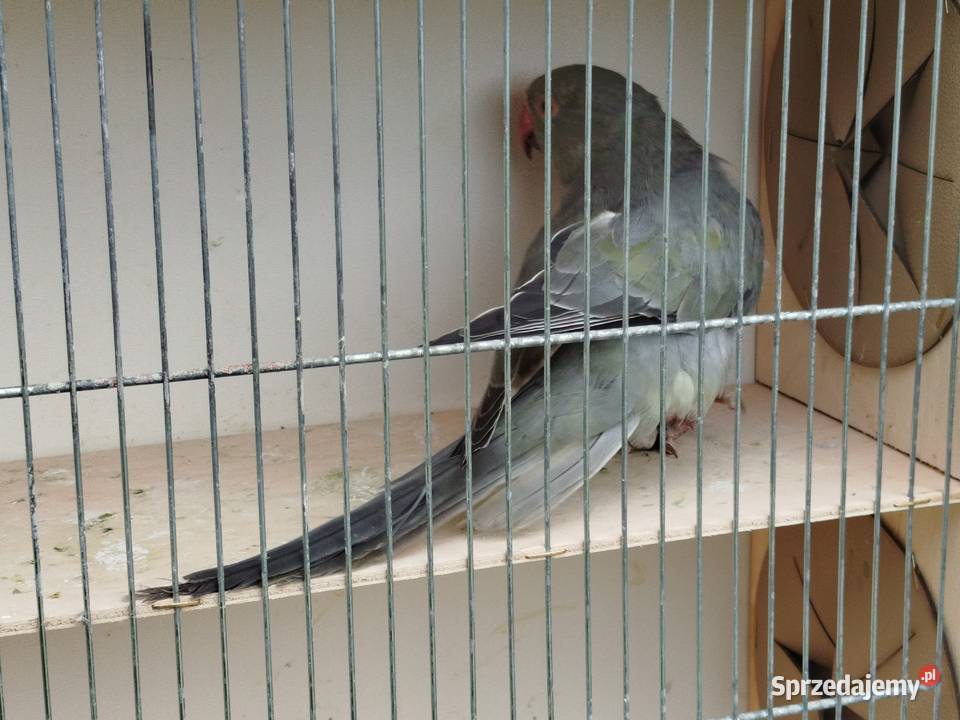 Aleksandretta stalowozielona GO 2025 r Brzeziny