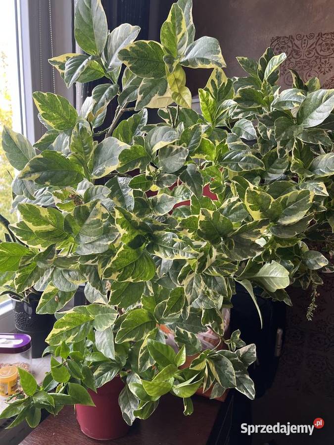 Pseuderanthemum roślina doniczkowa Warszawa