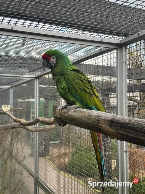 Ara militaris samiec do rozrodu