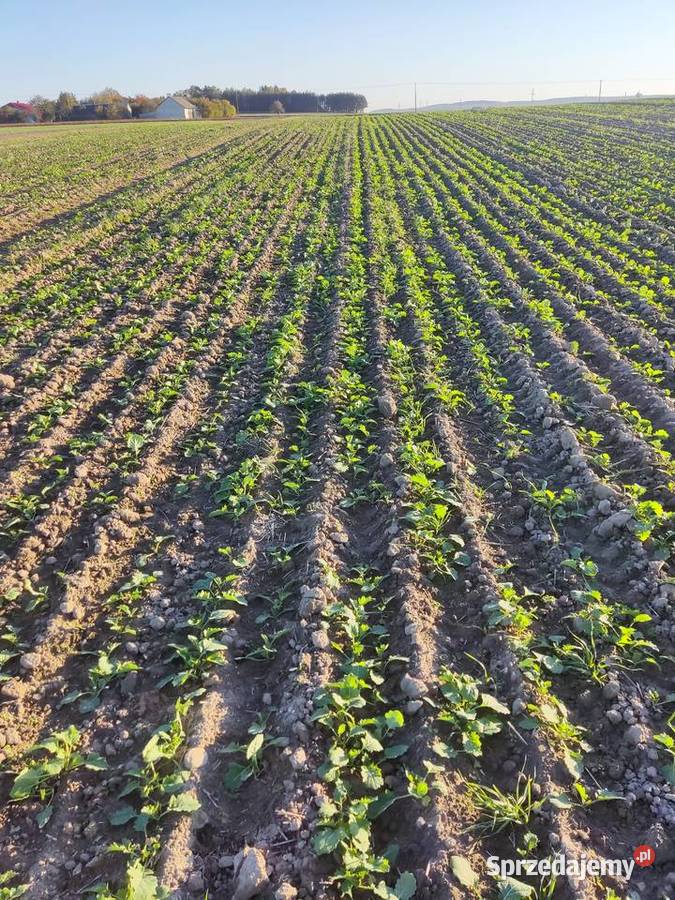 siewnik talerzowy kongskilde z nawozem lubelskie Chełm