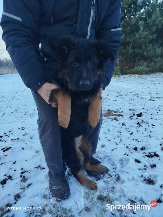 owczarek niemiecki śląskie Poczesna