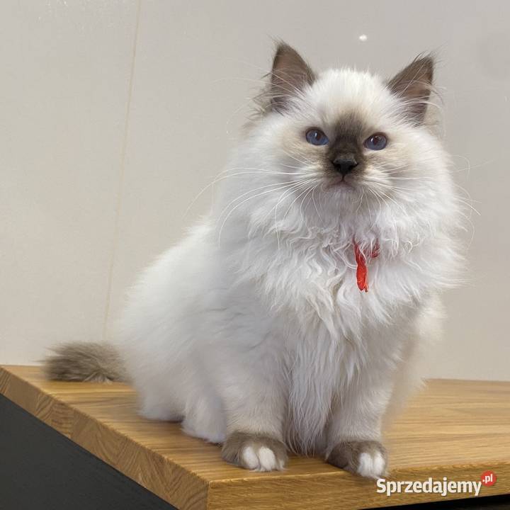 Kotka hodowlana FPL ragdoll Katowice sprzedam