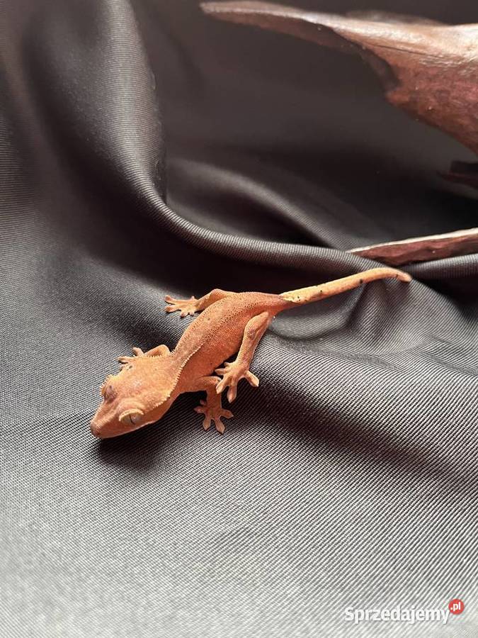 Gekon orzęsiony ciliatus crested gecko sprzedam
