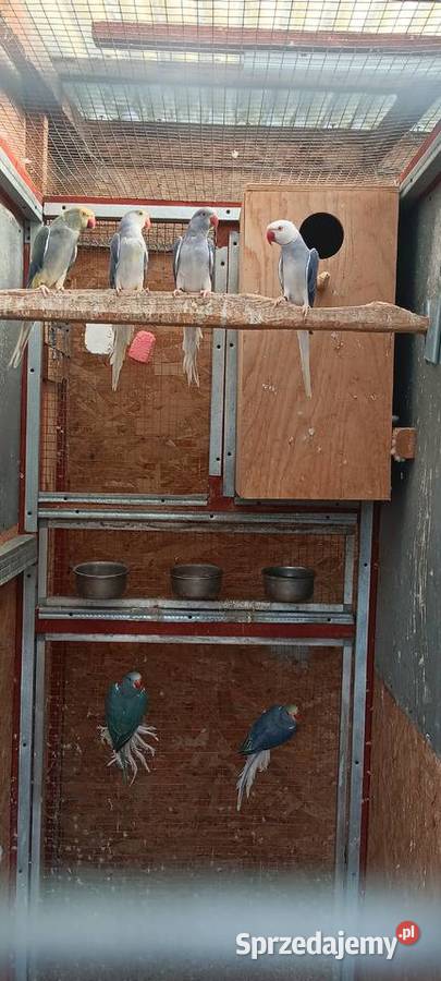 Aleksnadretty obrożne z 2025r rożne mutacje Rawicz