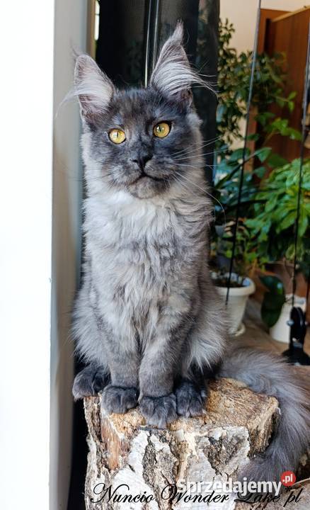 Czarny dymny kocurek Maine Coon FPL pomorskie