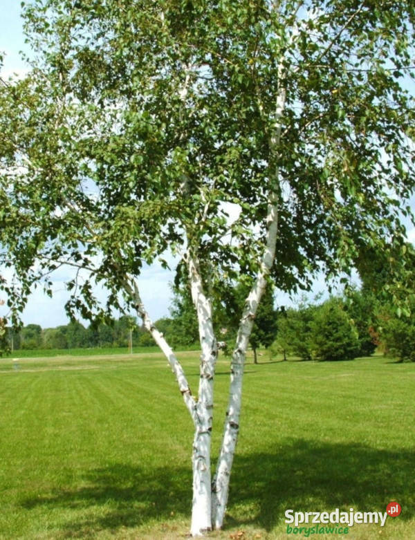 BRZOZA PAPIEROWA Betula papyrifera NASIONA 10000