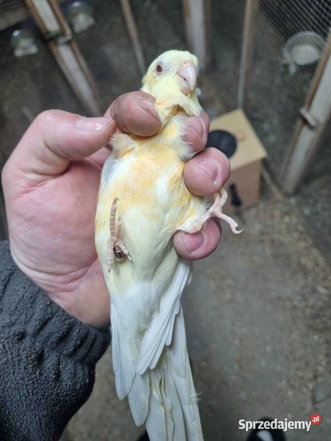 Świergotki para Ptaki sprzedam