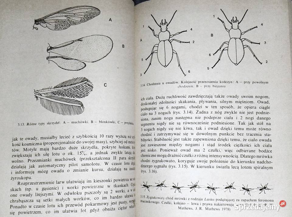 Owady i ludzie Jan Boczek Chełm sprzedam
