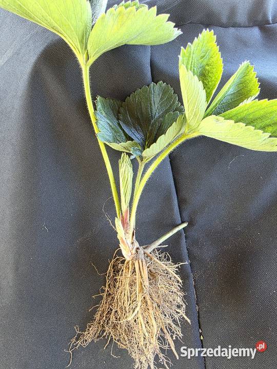 Sadzonki truskawki późnej najsłodszej sprzedam mazowieckie