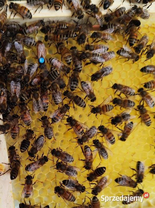 ręki Unasiennione Buckfast VSH matki pszczele Wolinia