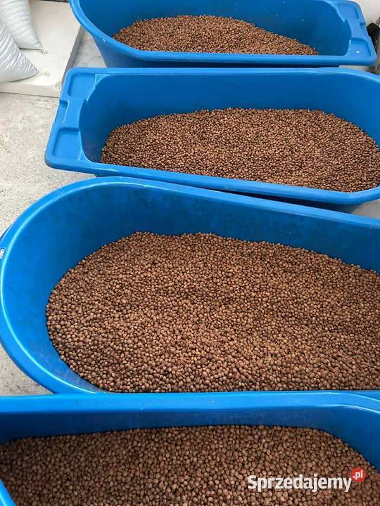 Nasiona tarniny Prunus spinosa świeży zbiór 2025 Leśnictwo podkarpackie Jasło