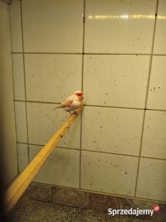 Kanarki sprzedam śląskie Świerklany