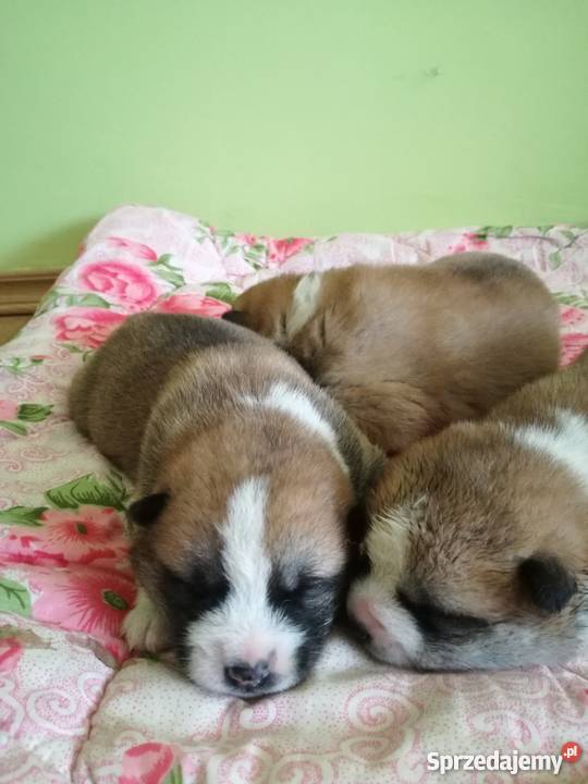 Akita Inu japońska Ząbkowice Śląskie