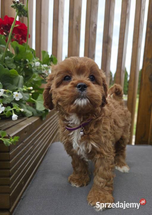 Śliczne Cavapoo Skarszewy