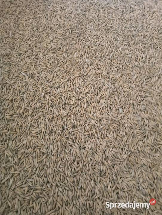 Sprzedam owies jary bingo monsun mieszanka Iwaniska sprzedam