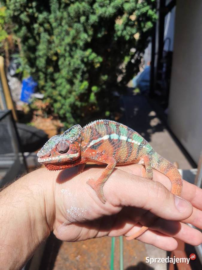 kameleon lamparci ambilobe red bar Lubień Kujawski