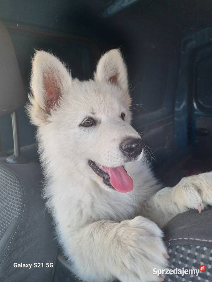 Owczarek Szwajcarski długowlosy Zwierzęta kujawsko-pomorskie Mogilno