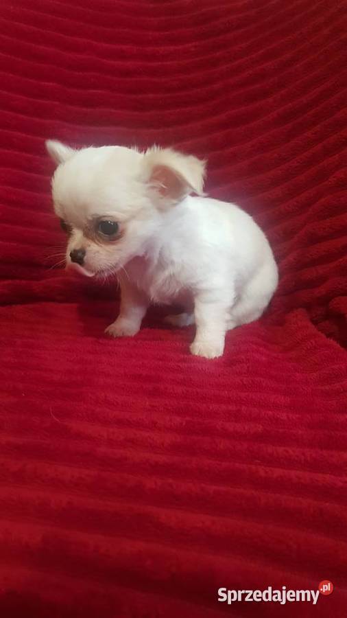 Piesek chihuahua biały Płońsk