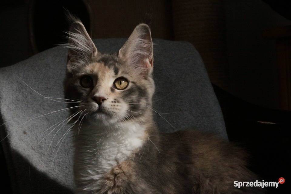Super Kocięta Maine coon sprzedam Komornica