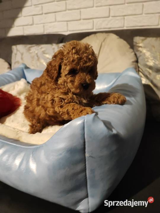 Pudelki toy miniatura szczenięta koniec grudnia Bolesławiec sprzedam
